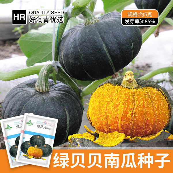 Green Baby Japanese Pumpkin Seeds ( জাপানি কুমড়া- ৫ গ্রাম প্যাকেট) প্রতি গিটে গিটে কুমড়া ধরে